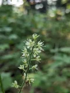 Mount Hood baneberry thumbnail 2