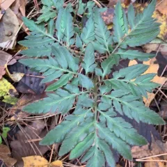 Cutleaf Grapefern thumbnail 4
