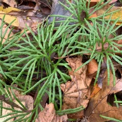 fan clubmoss thumbnail 3