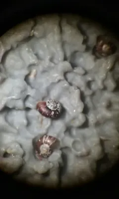 Flat Skeneopsis thumbnail 4