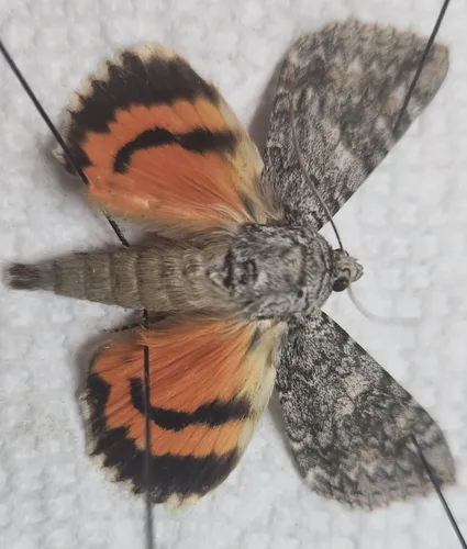 Catocala orion