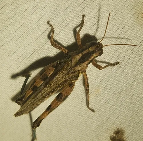 Two-spined Spur-throat Grasshopper