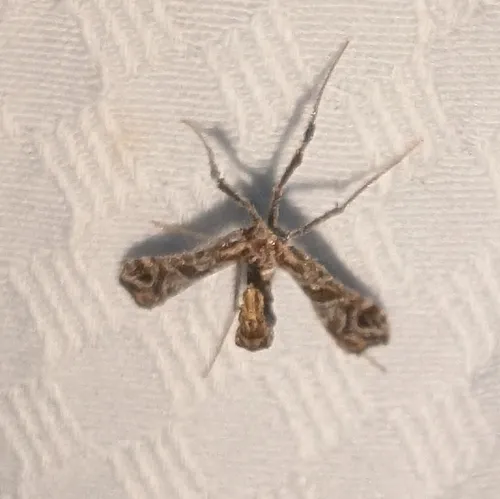 Interrupted Lineodes Moth