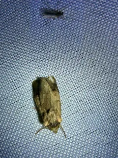 Grote's black-tipped quaker thumbnail 2