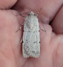 Euxoa catenula thumbnail 1