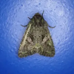 Emerald-dusted Sallow thumbnail 2