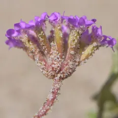 Pink Sand Verbena thumbnail 4