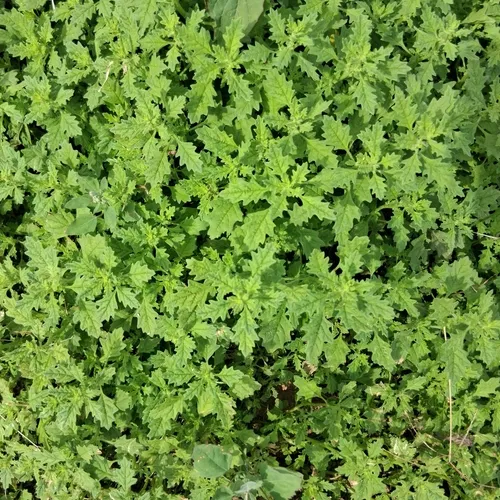 Clammy goosefoot