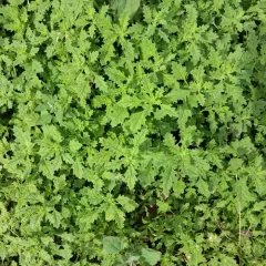 Clammy goosefoot thumbnail 1