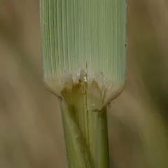 Siberian Lyme Grass thumbnail 4