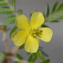 puncture vine thumbnail 1