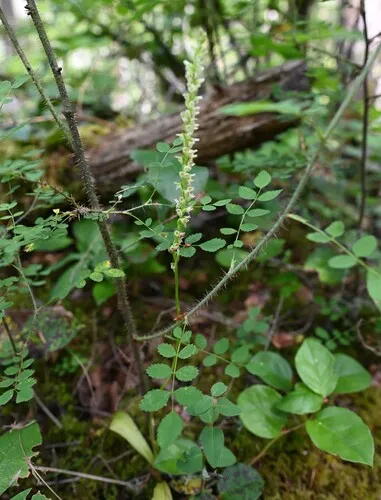 Whiteflower Rein Orchid