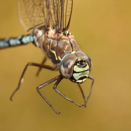 Zigzag Darner