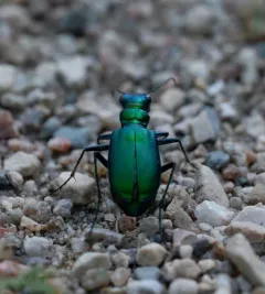 Laurentian Tiger Beetle thumbnail 2