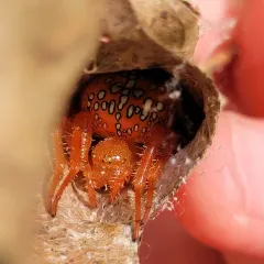 Araneus iviei thumbnail 4