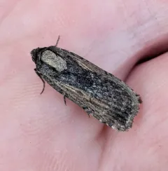 Abagrotis nanalis thumbnail 1