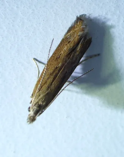 Isophrictis anteliella