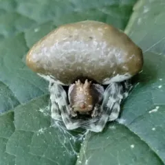 Toadlike Bolas Spider thumbnail 3
