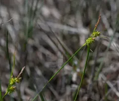 little green sedge thumbnail 3