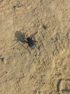 Philolithus sordidus thumbnail 2