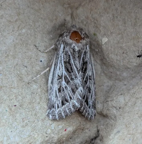 Tholera americana