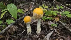 Amanita chrysoblema thumbnail 3