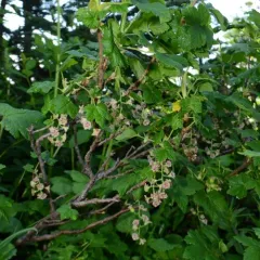 Maple currant thumbnail 4