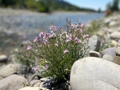 Teton wirelettuce
