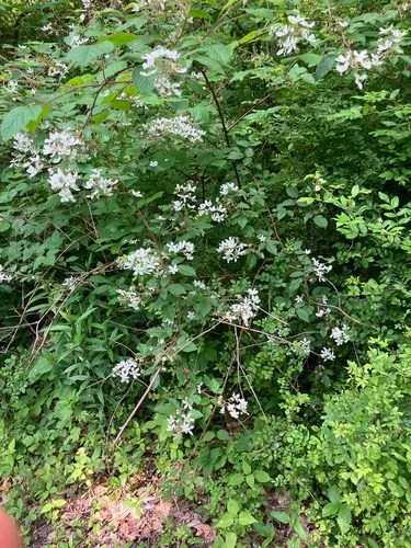 highbush blackberry