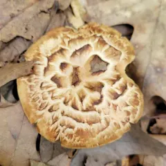 bitter tooth thumbnail 1