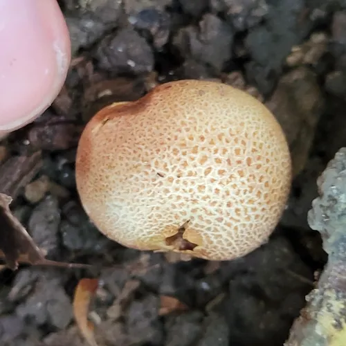 Leopard Earthball