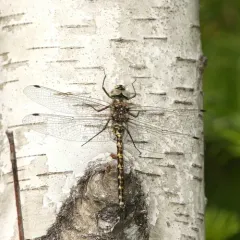 Harlequin Darner thumbnail 2