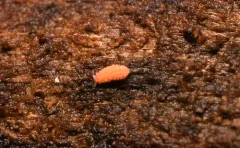 Vitronura giselae thumbnail 2
