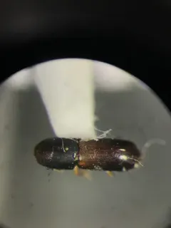American Utilizable Wood Bark Beetle thumbnail 2