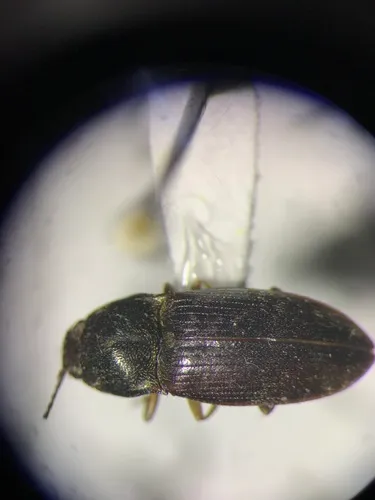 Abbreviated Wireworm