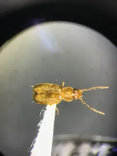 Trechus apicalis thumbnail 2
