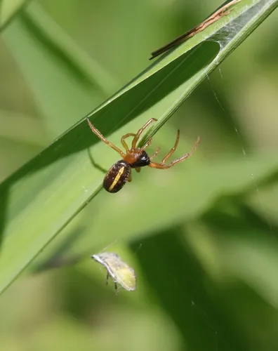 Eugen's Orbweaver