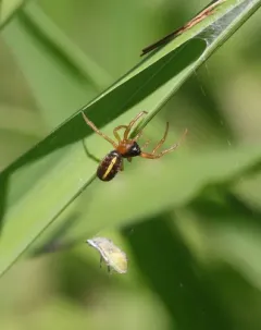 Eugen's Orbweaver thumbnail 1