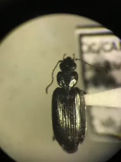 Sericoda obsoleta thumbnail 4