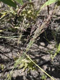 Upright Pinweed thumbnail 3