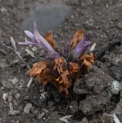 California Broomrape thumbnail 2
