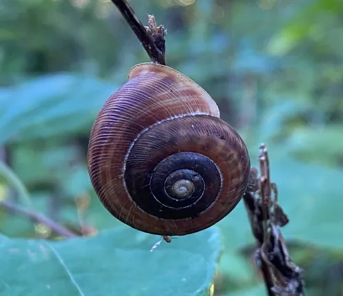 Broad-banded Forestsnail
