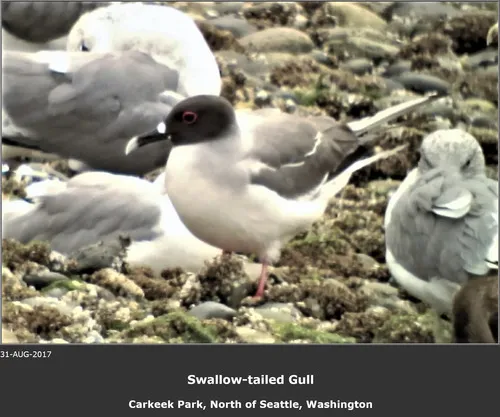 Swallow-tailed Gull