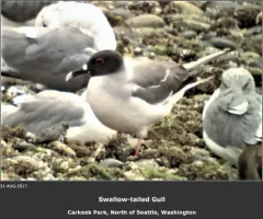 Swallow-tailed Gull thumbnail 1