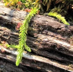 inundated bog clubmoss thumbnail 2