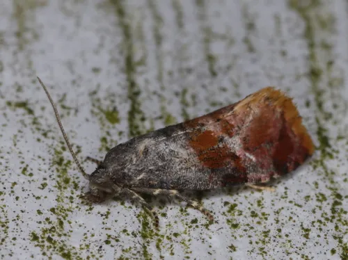 Cochylichroa viscana
