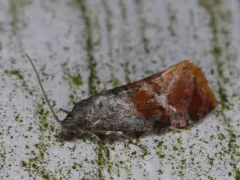 Cochylichroa viscana thumbnail 1