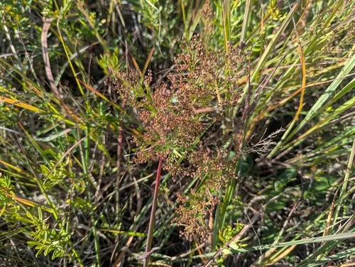 Upright Pinweed