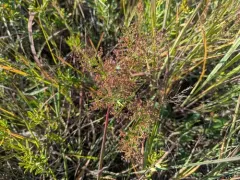 Upright Pinweed thumbnail 1
