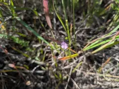 Pale False Foxglove thumbnail 1